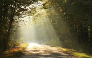 Sunlight falls on a forest road surrounded by the colors of autumn leaves.