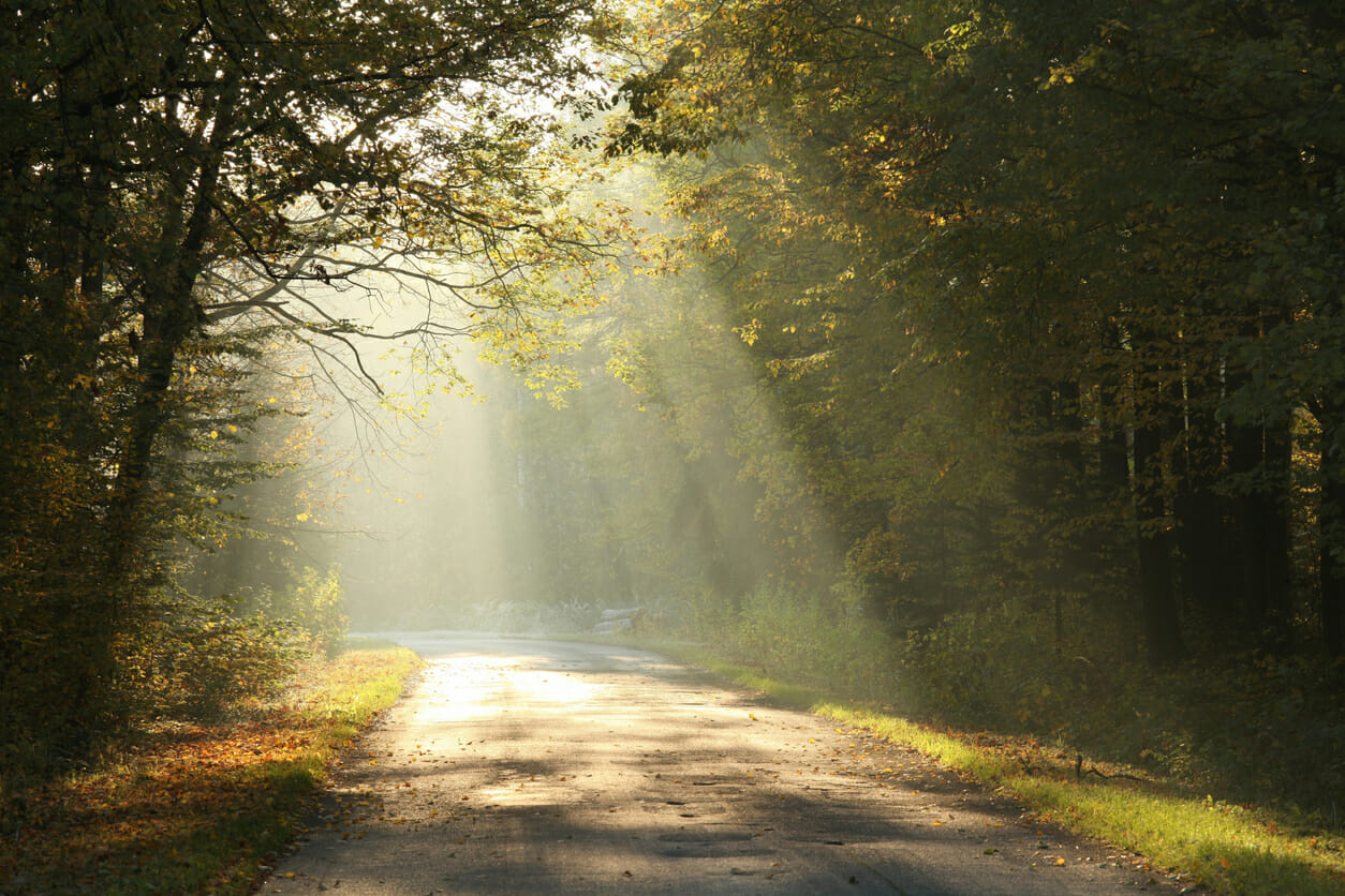 Sunlight falls on a forest road surrounded by the colors of autumn leaves.